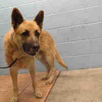Downey Ca German Shepherd Dog Meet Gunther A Pet For Adoption