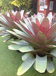 huge potted bromeliads | fabulous foliage | pinterest huge potted bromeliads | fabulous foliage | pinterest