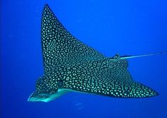 10 best manta rays