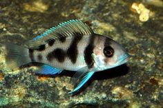 cryptoheros cutteri tropicals pinterest