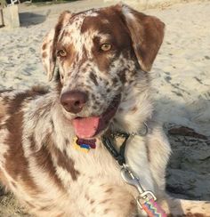 australian shepherd e bovaro del bernese bordernese border collie bovaro del bernese hibryd dog cani australian shepherd e bovaro del bernese bordernese border collie bovaro del bernese hibryd dog cani