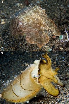 286 best cephalopods images