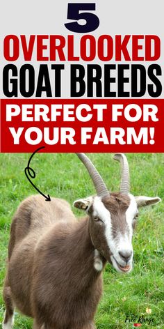 Are you new to raising goats and still looking for the perfect goat breed to raise on your farm or homestead? Here are 5 overlooked, lesser known goat breeds that might just be perfect for you! Ideas, Trimming Goat Hooves