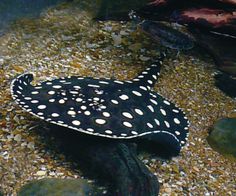 55 best rays and