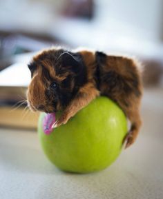 230 Too Darn Cute Ideas Cute Animals Cute Funny Animals 230 Too Darn Cute Ideas Cute Animals Cute Funny Animals