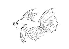 How To Draw A Goldfish Step By Drawing Tutorials For Kids And Beginners