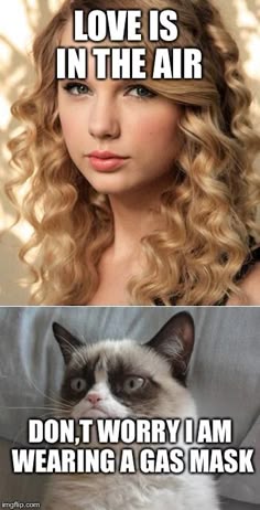 world's most expensive cats, costing up to $100,000 google a3f535f2ba220d694b06d6e1444e48d6 cat memes grumpy cat meme songs world's most expensive cats, costing up to $100,000 google,Funny Clean Grumpy Cat Memes