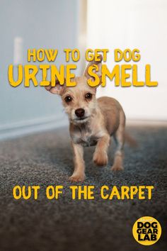 648 Best Dogs Images In 2020 Dog Training Your Dogs Dog Training