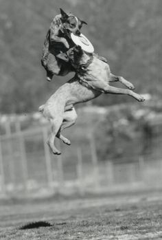 20 Best Frisbee Dogs Images Dog Love Frisbee Dogs Images Dog