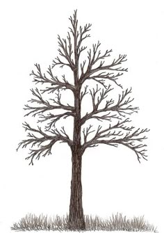 Tree Drawings pictures of trees drawing | jmariemi: how to draw a tree | pen Tree Drawings pictures of trees drawing | jmariemi: how to draw a tree | pen