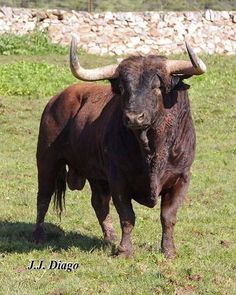 550 Ideas De Toro Bravo En 2021 Toros De Lidia Toros Bravos Toros
