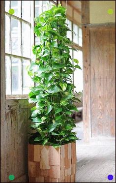 Money Plant Ideas House Plants Indoor Plant Decor Hanging Plants Source From in.pinterest.com Image Size Width 372 x Height 236 Money Plant Ideas House Plants Indoor Plant Decor Hanging Plants - Money Plant Climbing Ideas