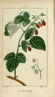 img/dessins fleurs prairies champs bois/dessin fleurs img/dessins fleurs prairies champs bois/dessin fleurs