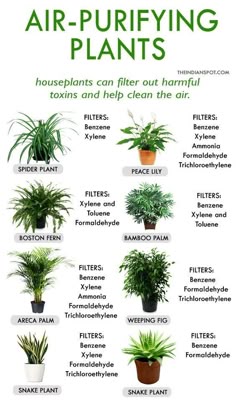 13 Best Air Purifiers Images On Pinterest Best Plants For Bedroom Decor Home
