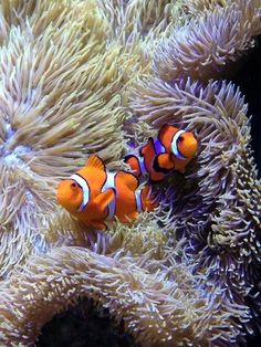 9 best saltwater fish