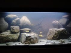 7 best fish tank