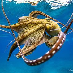 198 best squid images