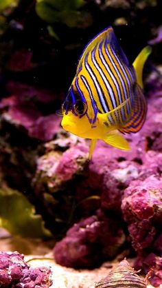 42 best anthias images
