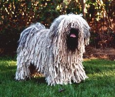 I Love My Puli By Agnes Heiner Pulik Pinterest Hungarian Follow The Piper Puli Dogs