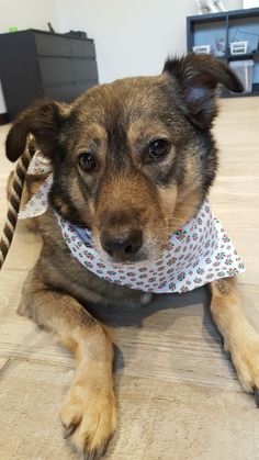 Interested In Professional Dog Training With The 1 In Houston