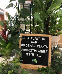 Humorous plant lovers quote #garden #gardeners #gardeningtools #greenthumb #gardeningtips Gardening, Layout, Cactus, Nature, Ideas, Plants Quotes, Gardening Quotes Funny, Plant Puns, Garden Quotes Signs