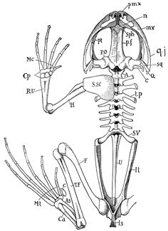 Bony Fish Skeletal Anatomy Details