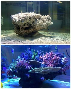 174 best marine aquariums
