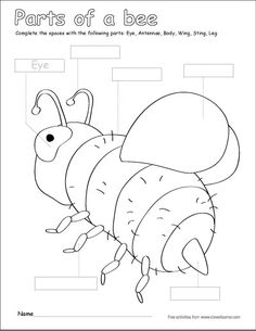 Parts Of A Bumble Bee Free Printable Kids Activity Cleverlearner Color The