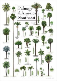 Types Of Palm Trees Tree Species Comparing Leaves And Seeds Palms And Cycads Of The American Southeast Palm Trees Garden Tree Plant