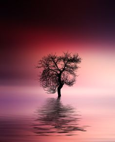 Tree on Grass Photograph 11x14 Print-Fine Art-Photo//Tree//Single Tree//Lake//Calm//Reflection//Lake Reflection//Meditate//Peaceful//Outdoors//Nature