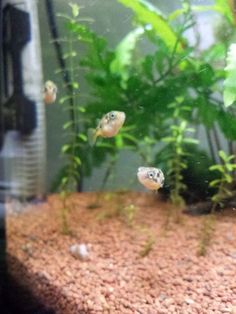 47 best fish tank