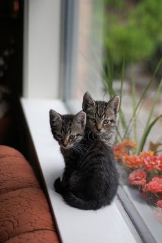 Я Люблю Кошек, Сумасшедшие Кошки, Смешные Котята, Белые Котята, Детеныши Животных, Очаровательные Котята, Самые Милые Животные, Cute Kittens, Собаки