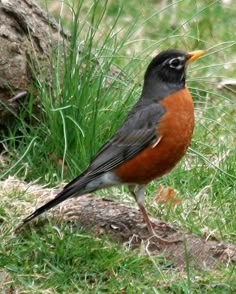 Mushroom Bird 4/"-American Robin