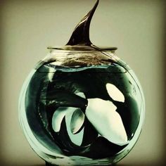 91 best blackfish images
