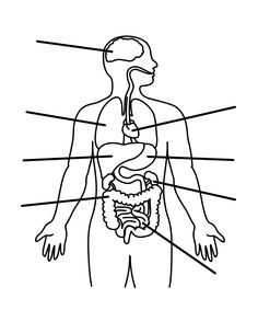 outline picture parts of the human body great for students to draw human body out line