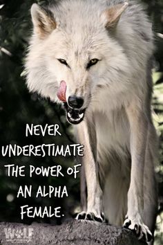 2018 年の pretty wolves のおすすめ画像 2308 件 pinterest