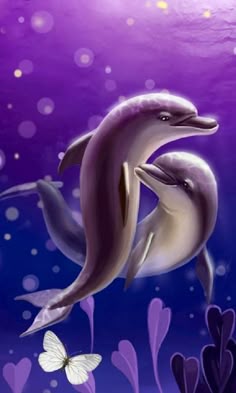 57 best dolphins images