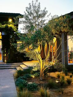 luciano giubbilei addison road interesting tree underlighting 01
