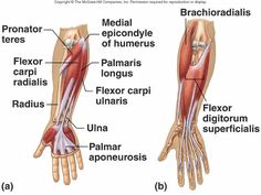 appendicular muscles