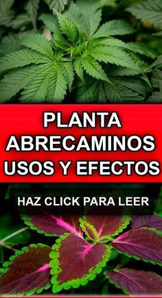 7 hierbas para adelgazar chile relleno 7 hierbas para adelgazar chile relleno