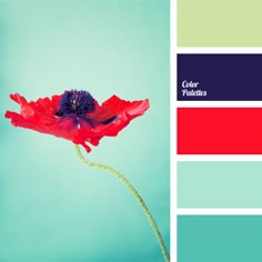 24 Best Red Color Palettes Images Combinations Combos Bright Blue Blends Perfectly With Scarlet Red This Combination Will Be Ropriate In Any Room Color Schemesred