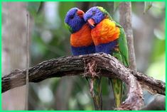 12 Jenis Burung Keren Khas Dari Australia Dunia Fauna Hewan Binatang Tumbuhan Burung Australia Jenis
