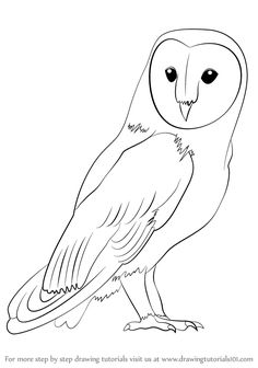 Learn How To Draw A Barn Owl Birds Step By Drawing Tutorials