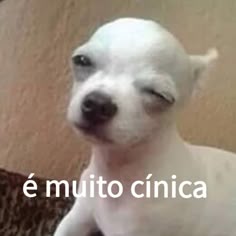 900 Ideias De Frases Engraçadas Em 2021 Frases Engraçadas Engraçado Frases