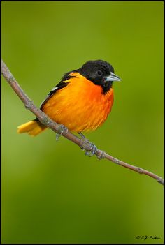 ohio state bird nature pinterest bird