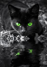 85 Best Cat Wallpapers Images Cat Wallpaper Cat Illustrations