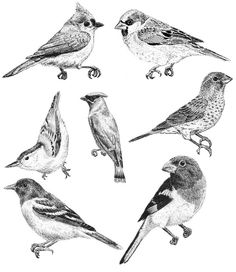 Chuck Does Art Minnesota Song Birds