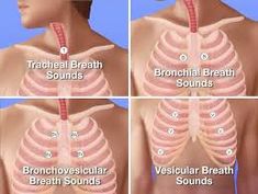 diseases with vesicular breath sounds diseases with vesicular breath sounds