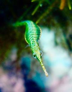 27 best piquant pipefish
