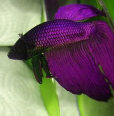 595 best fish images